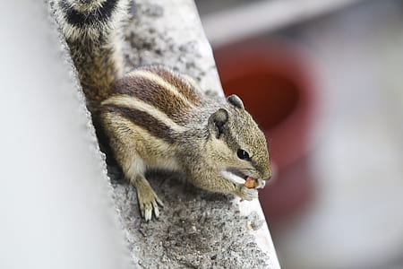 close-up photo of brown chipmunks thumbnail