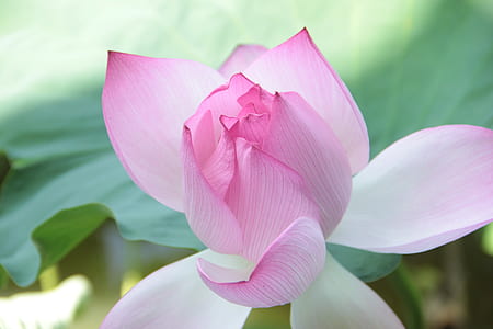 close up photography of blooming pinkish white petaled flower thumbnail