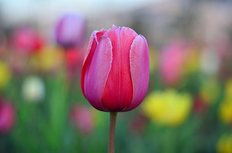 pink flower thumbnail