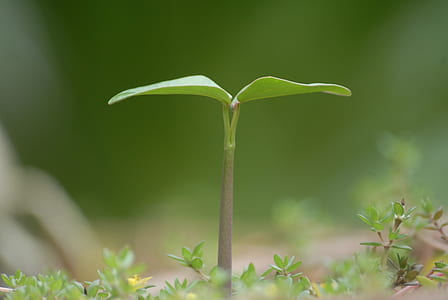close up view green sprout thumbnail
