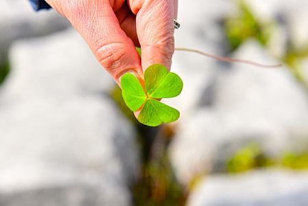 person holding green leaf thumbnail