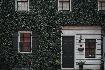 vines covered house thumbnail