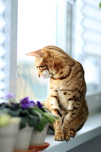 orange cat sitting on white wooden shelf near glass window seeing outside thumbnail