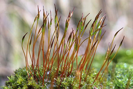 Moss, Wall Rotary Toothed Moss thumbnail