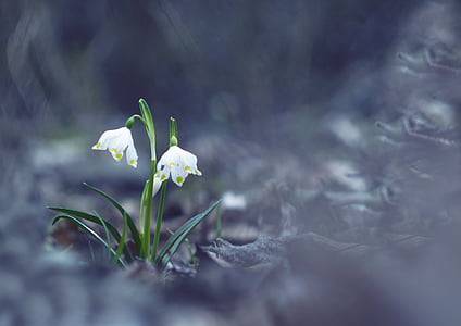 selective focus photo of two white flowers thumbnail