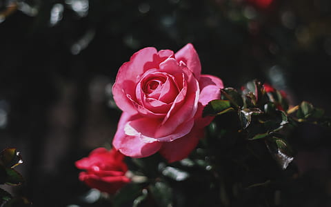 selective focus photography of pink rose flower thumbnail