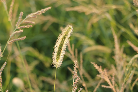 Setaria Viridis, Plush Grass thumbnail