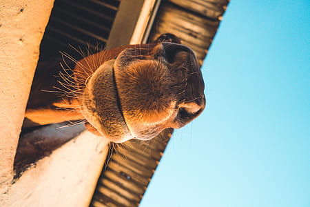brown camel thumbnail