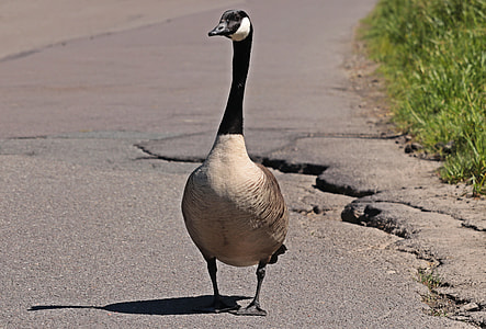 brown and black duck standing on gray road thumbnail
