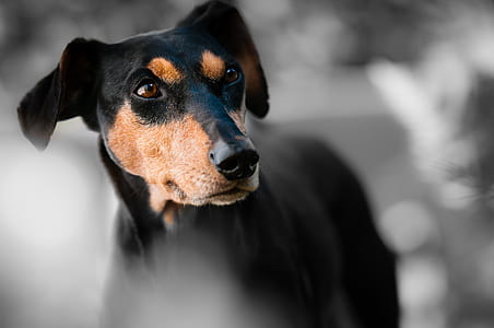 adult black and tan Manchester terrier thumbnail