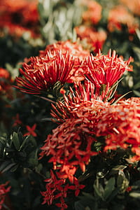 close up photo of red ixora flowers thumbnail