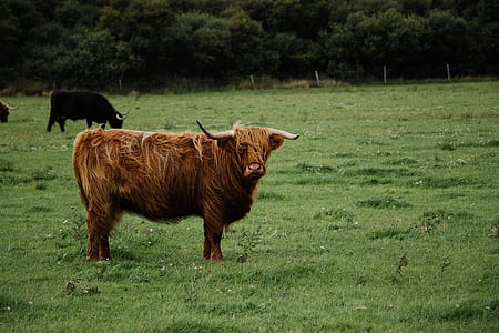 highland cattle on grassfield thumbnail
