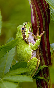 green frog on green leafed plant thumbnail