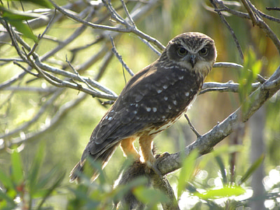 perching brown owl photo thumbnail