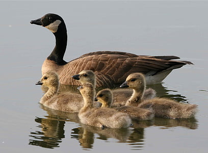 flock of brown duck on body of water thumbnail