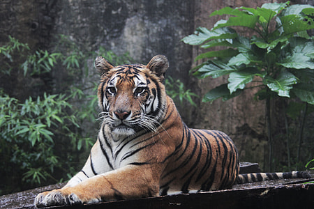 Tiger on brown sruface thumbnail