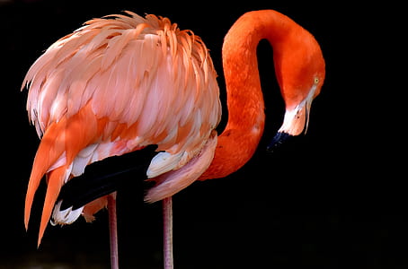 red flamingo thumbnail