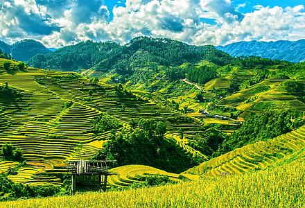 photo of green terraces during daytime thumbnail