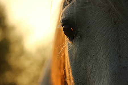 close up photo of white horse thumbnail