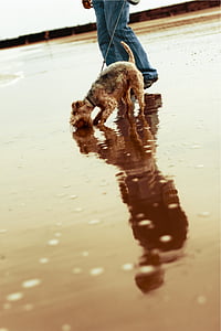person holding the leash of brown dog thumbnail