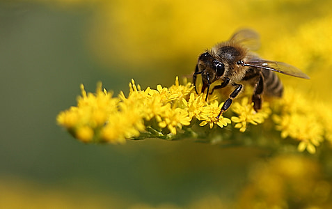 macro photo of honey bee on yellow flower thumbnail