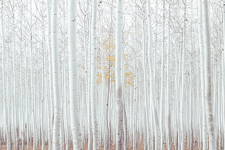 white tall trees at daytime thumbnail