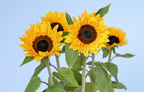 photo of sunflowers thumbnail