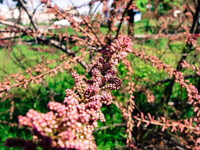 tree with pink flowers thumbnail