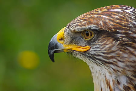 bald eagle's head on macro shot thumbnail