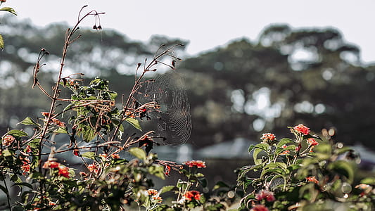 Selective Focus of Spider-web on Green Leaf Plant thumbnail