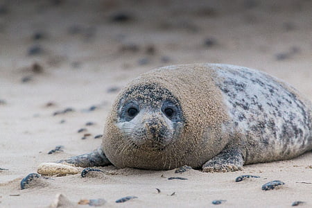 gray sea lion lying on white sand thumbnail