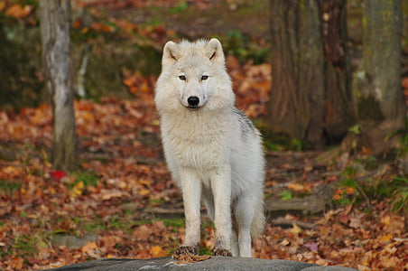 white short coated dog near tree thumbnail