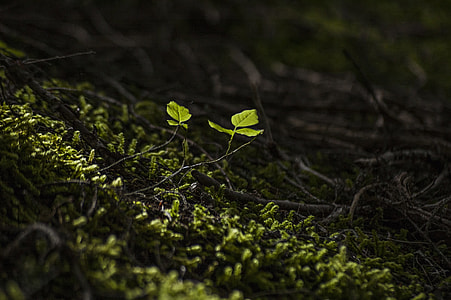 green plant thumbnail