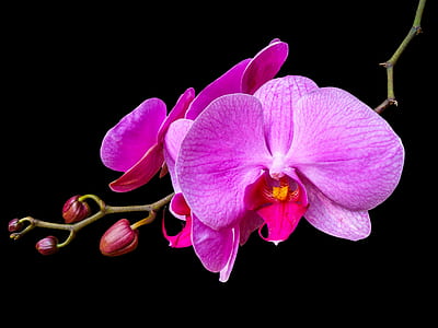 purple petal flowers with black background thumbnail