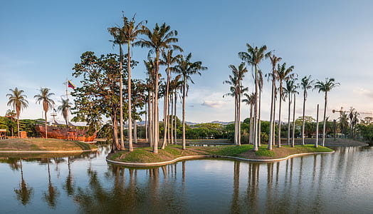 palm trees beside body of water thumbnail