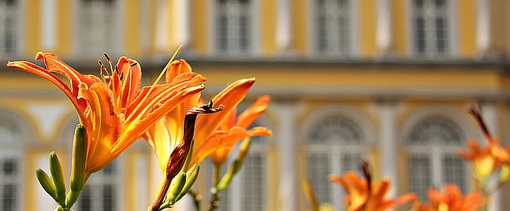 Orange Flowers Beside Buildings during Daytime thumbnail