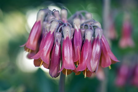 purple flowers in macro shot photography thumbnail
