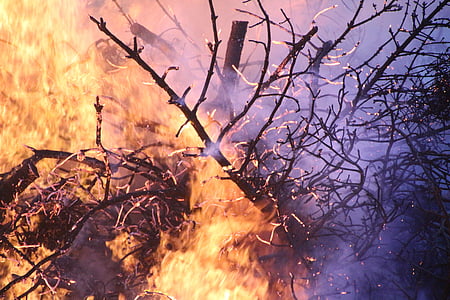 close-up of burning tree thumbnail