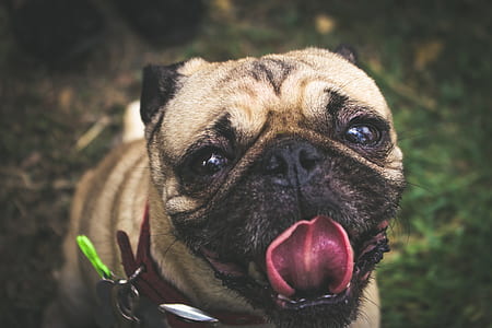 closeup photo of fawn pug thumbnail