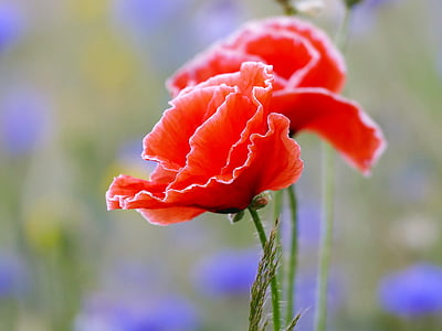 shallow focus photography of red rose thumbnail