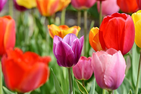 bed of assorted-color flowers thumbnail