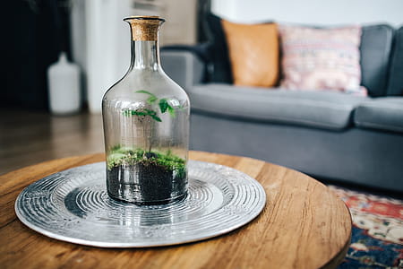 Tiny little forest in a jar thumbnail