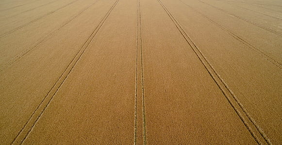wheat field, aerial view, drone view, tracks thumbnail