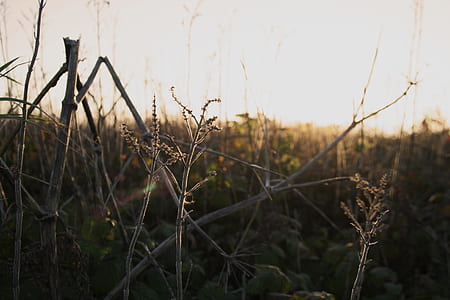 Brown Twigs During Golden Hour thumbnail