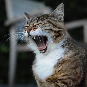 brown Tabby cat yawning thumbnail