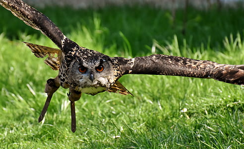 brown and black owl flying at daytime thumbnail