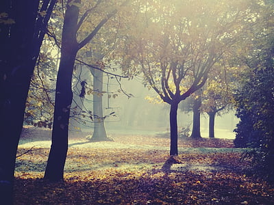 shallow focus photography of trees thumbnail