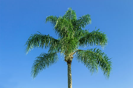 green palm tree under clear sky thumbnail