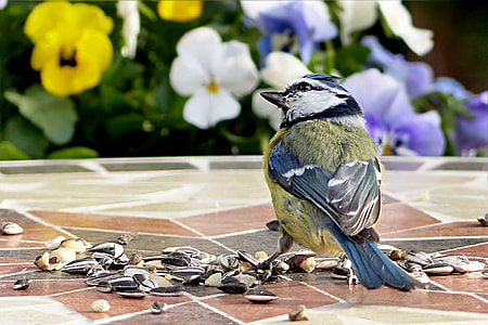 green and gray bird near flowers thumbnail