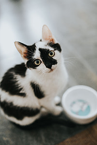 Cute white kitty thumbnail